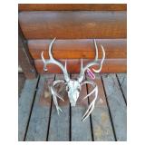 16" Deer skull and antler rack