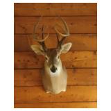 8 point deer mount