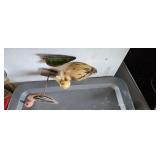 Duck, Duck, Leaf? hmm not quite right but here i