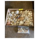 Collection of shells