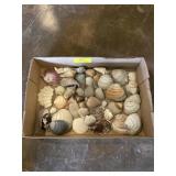 collection of shells