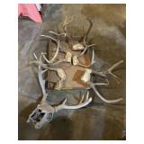 Collection of antlers
