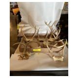 Assortment of smaller antlers