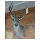 8-point deer mount
