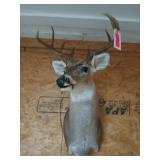 8 point deer mount