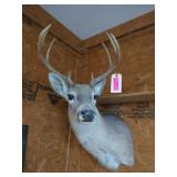 8-point whitetail mount
