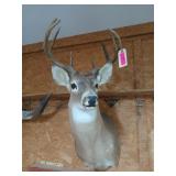 8 point deer mount