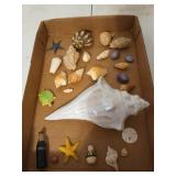 Collection of seashells, including a 10 inch