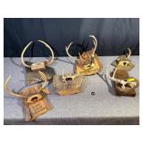 Deer Trophy Buck Mounts