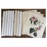 Bird and Mammal Prints