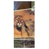 Pictures of Indian, Tigers, Deer