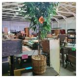 Waterless Tree
