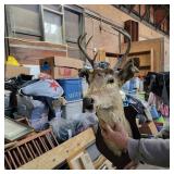 8pt Buck