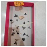 Shark Teeth