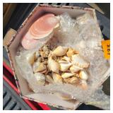 Sea Shells