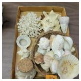 Sea Shells