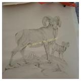 Pencil Drawing of Rams Signed