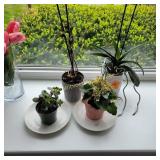 Live Plants
