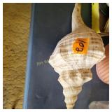 Florida Horse Conch Shell