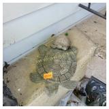 Turtles