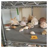 Sea Shells