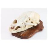 Bear Taxidermy.