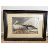 Framed Print of Geese