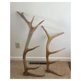 Matched Pair of Elk Antler Sheds