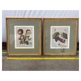 Pair of Framed Botanical Art Prints