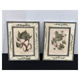 Set of Two Framed Botanical Prints