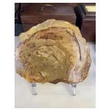 Polished petrified, wood slice, on an acrylic