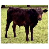 Young Black Angus Cross Bull