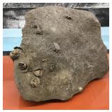 Fossil Specimen