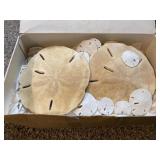 Sand Dollars