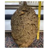 Hornets Nest