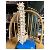 Chiropractor Lumbar Item