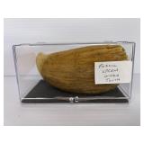Fossil Sperm Whale Tooth