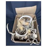 Box of Deer Antlers