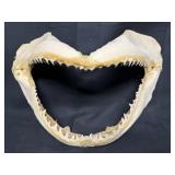 Shark Jaw