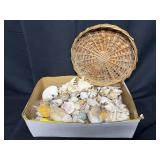 Sea Shells