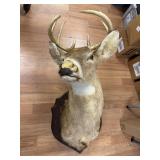 Mounted Deer Head w/Antlers
