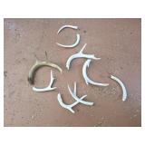 Deer Antlers (Some Bleached)