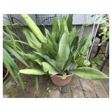 Potted Plant