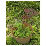 Small Japanese Maple