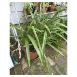 Potted Plant