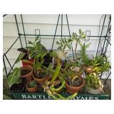 Various Potted Plants (Stand Not Included)