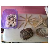 Sea Shells, Starfish, Turtle Shell, Large Shell