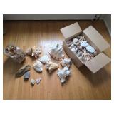 Sea Shells, Starfish, Sand Dollars