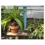 Potted Plants