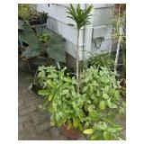 Potted Dracaena Plant